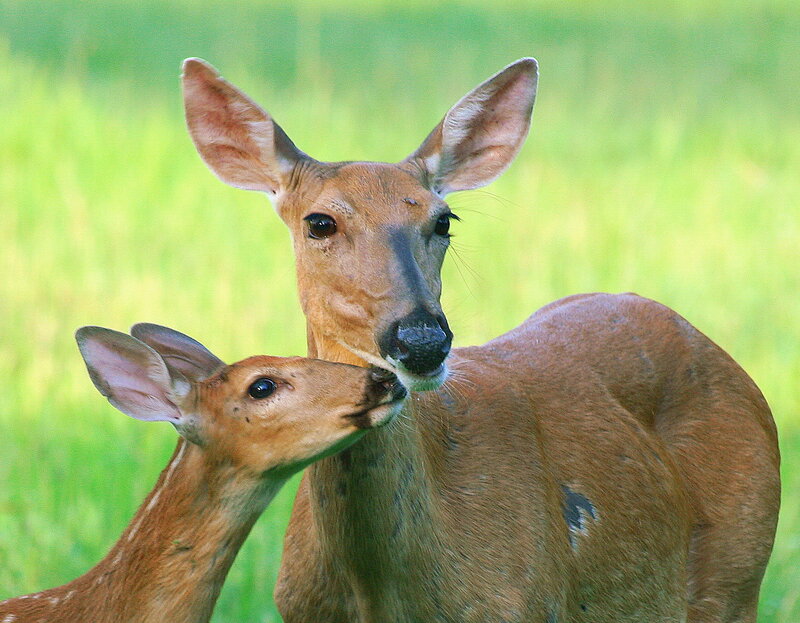 Mother Deer and Fawn — Brown, Calm