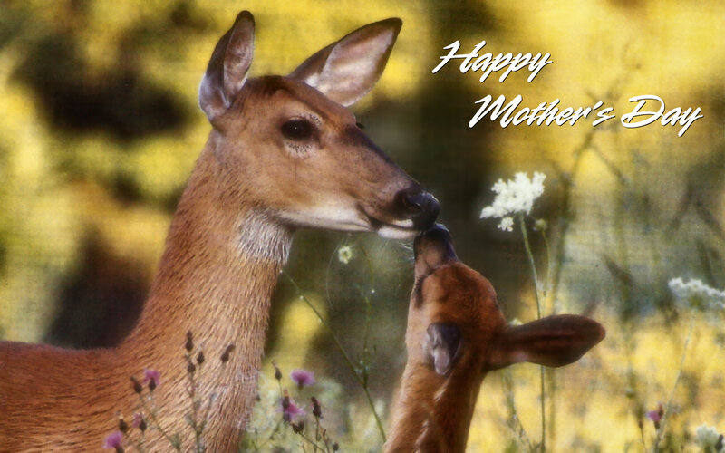 Mother Deer and Fawn — Brown, Serene