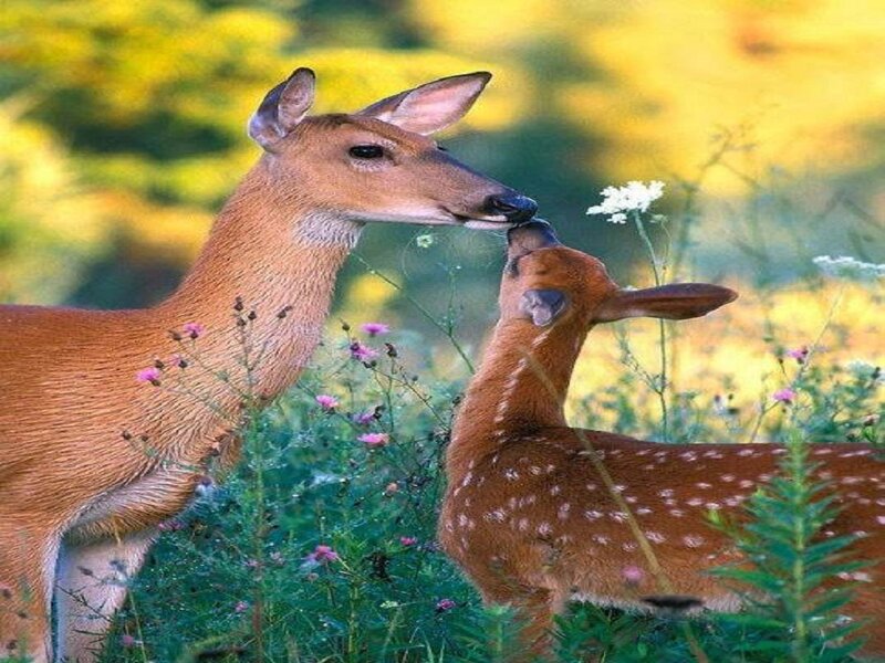 Mother Deer and Fawn — Brown