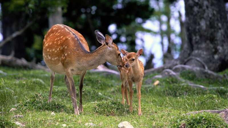 Mother Deer and Fawn — Green, Serene