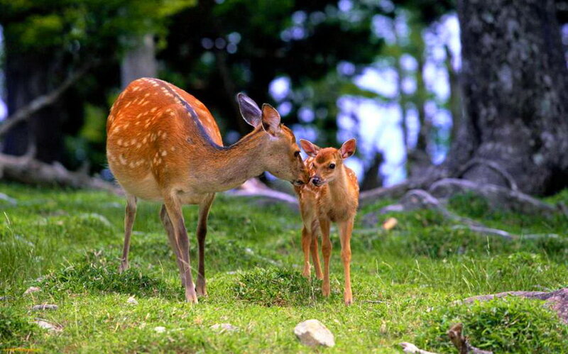 Mother Deer and Fawn — Green