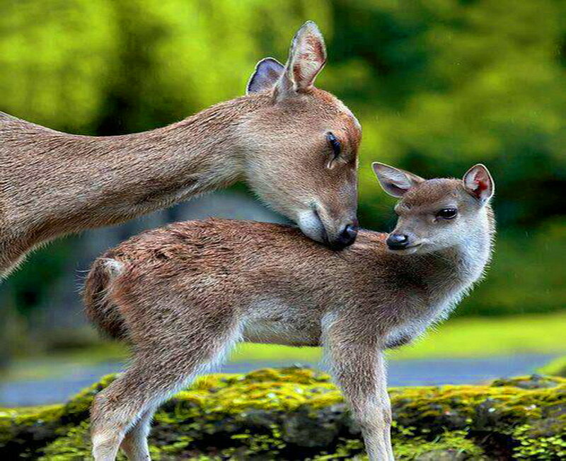 Mother Deer Grooming Fawn