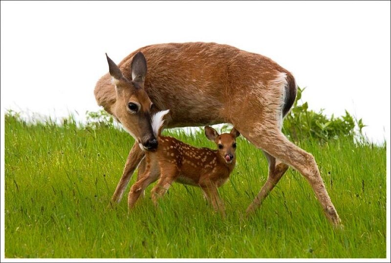 Mother Deer with Fawn