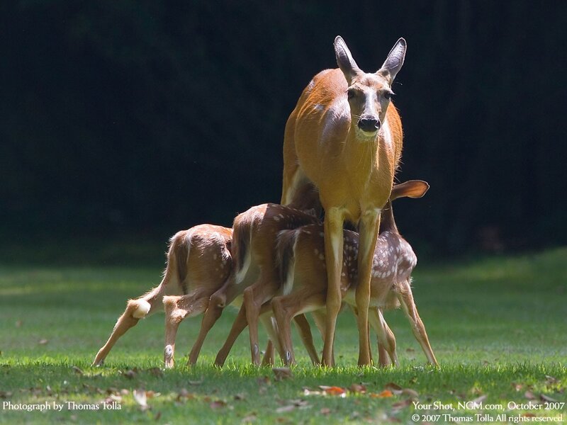 Mother Deer with Fawns — Green, Calm
