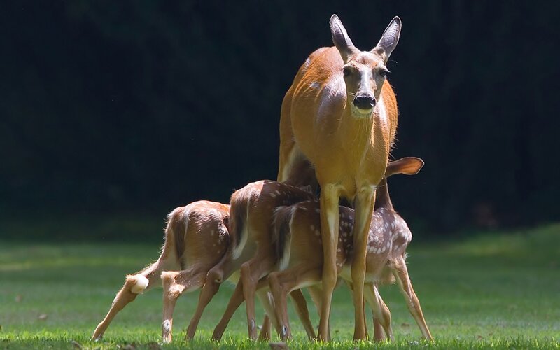 Mother Deer with Fawns — Green