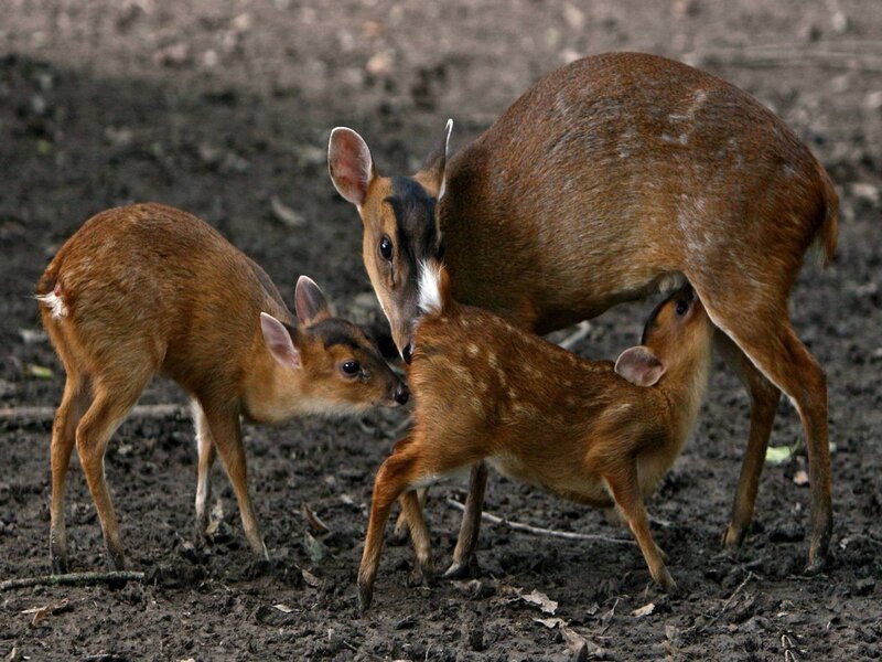 Mother Deer with Fawns