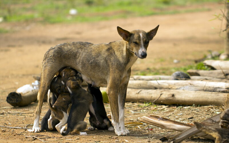 Mother Dog Nursing Puppies — Brown