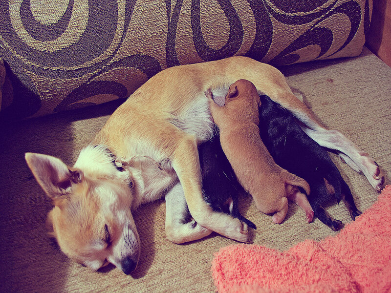 Mother Dog Nursing Puppies