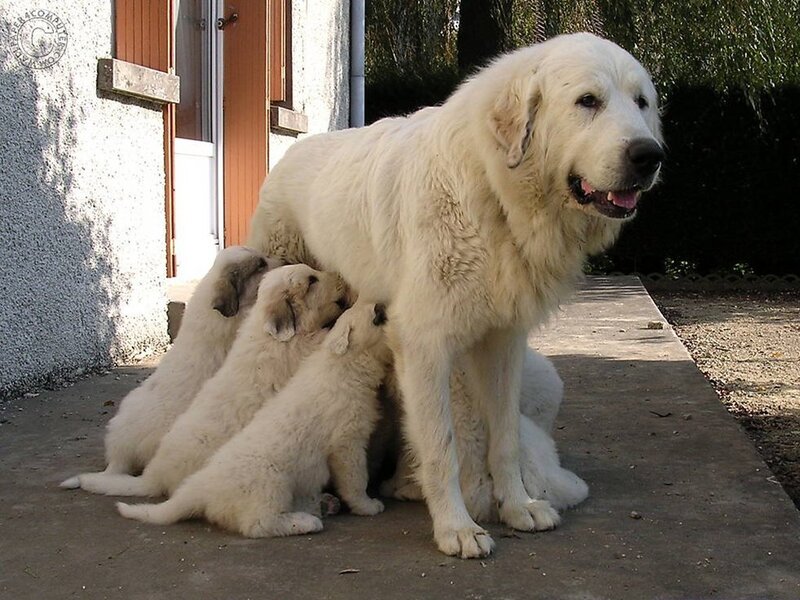 Mother dog with her puppies