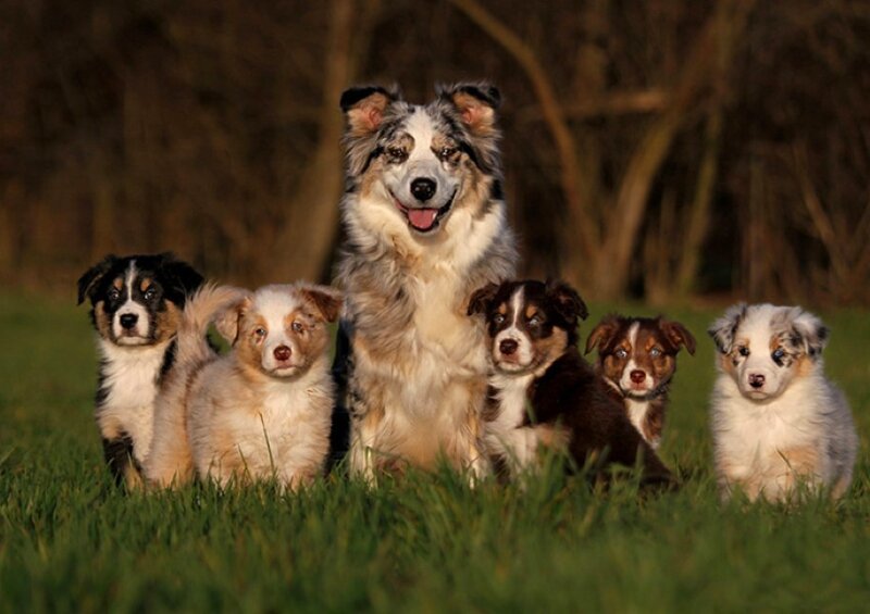 mother dog with her puppies