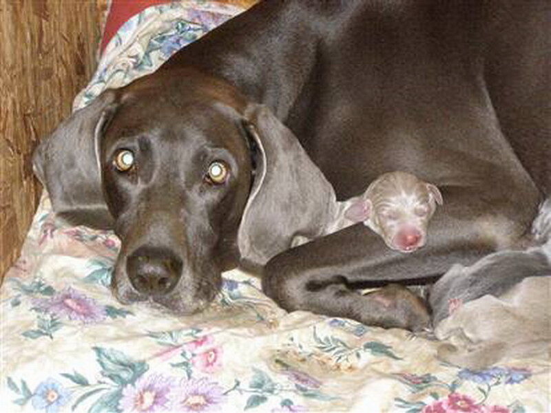 Mother Dog with Newborn Puppy