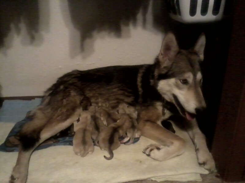 Mother Dog with Puppies — Brown, Calm, Night, Photograph