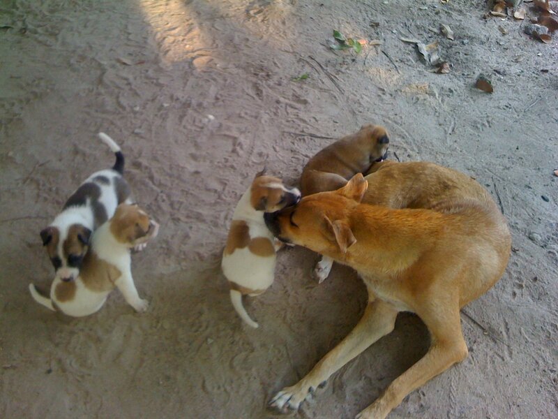 Mother Dog with Puppies — Brown, Calm