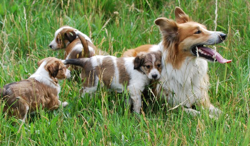 Mother Dog with Puppies — Green, Calm
