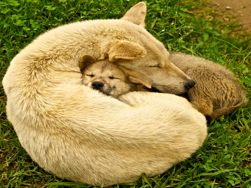 Mother Dog with Puppies — Green