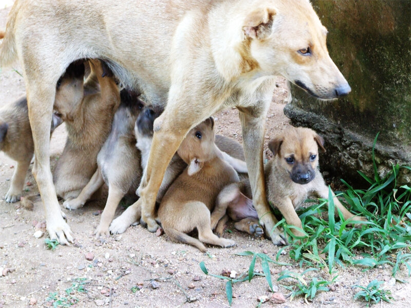 Mother Dog with Puppies