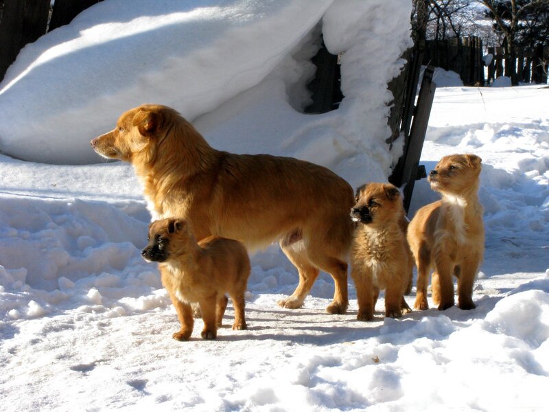 Mother Dog with Puppies — White, Calm