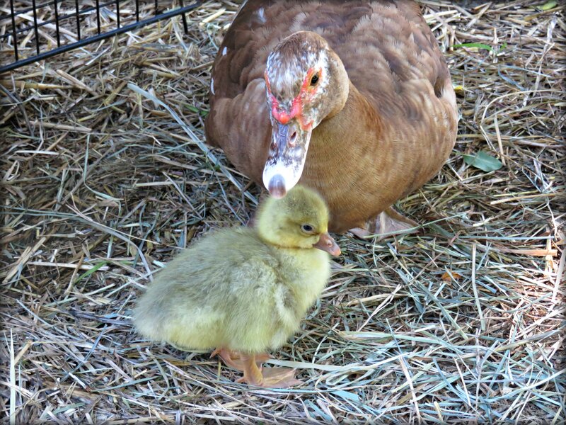 Mother Duck and Chick