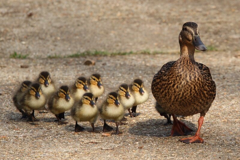 Mother Duck with Ducklings — Brown