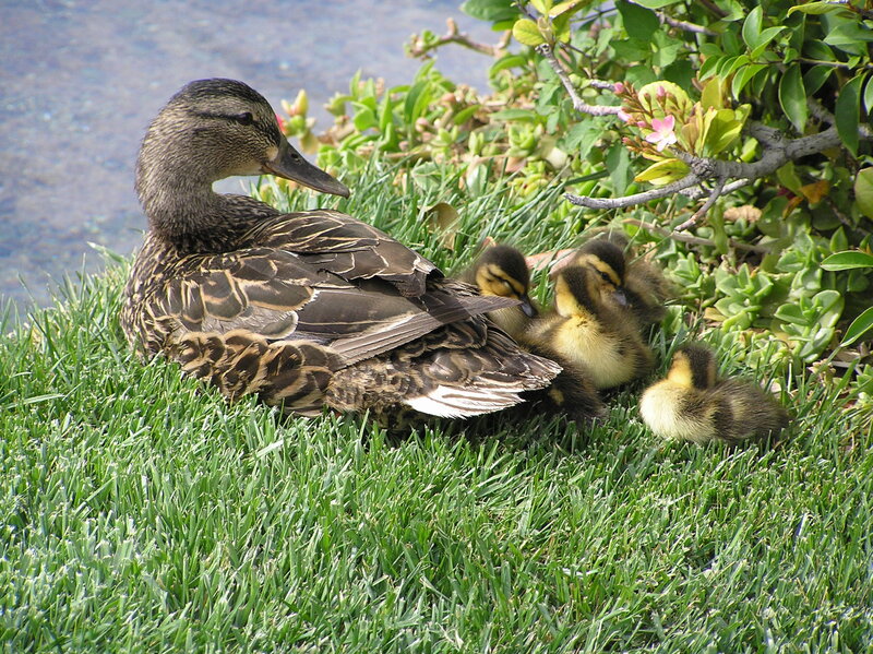Mother Duck with Ducklings — Green