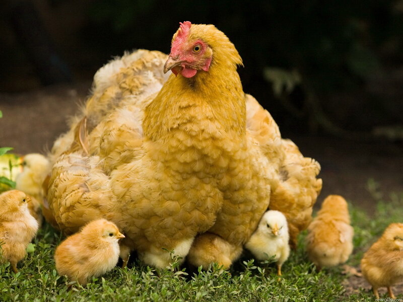 Mother Hen with Chicks