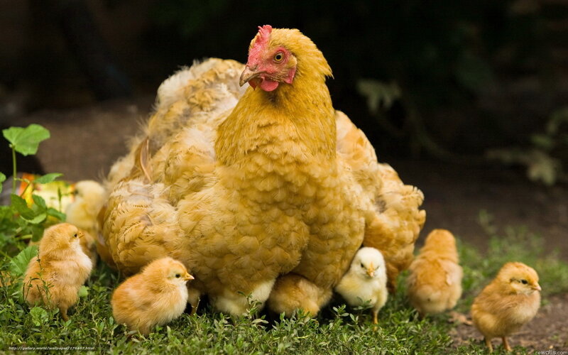 Mother Hen with Chicks — Yellow