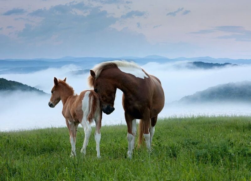 Mother Horse and Foal — Green