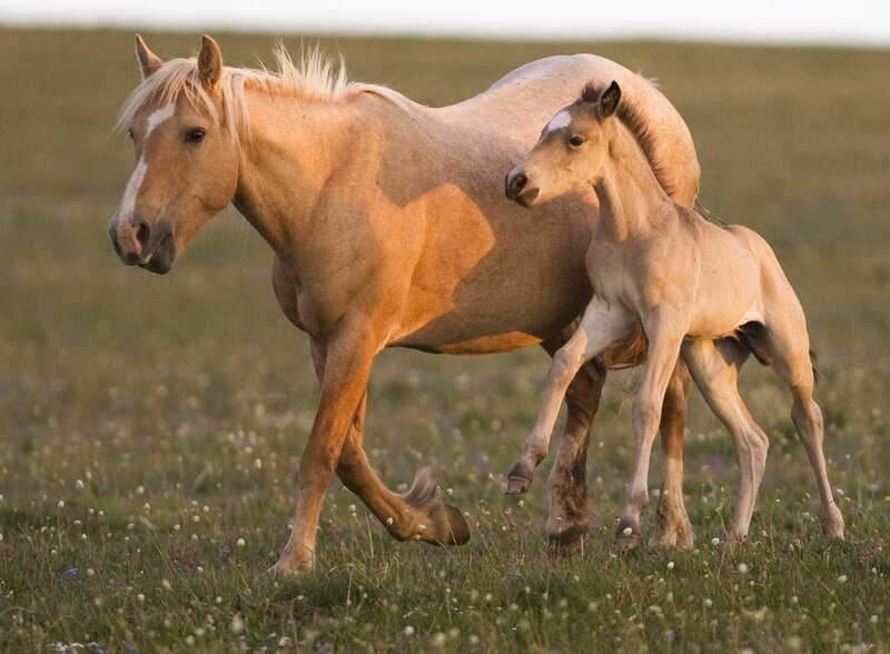 Mother Horse and Foal — Tan