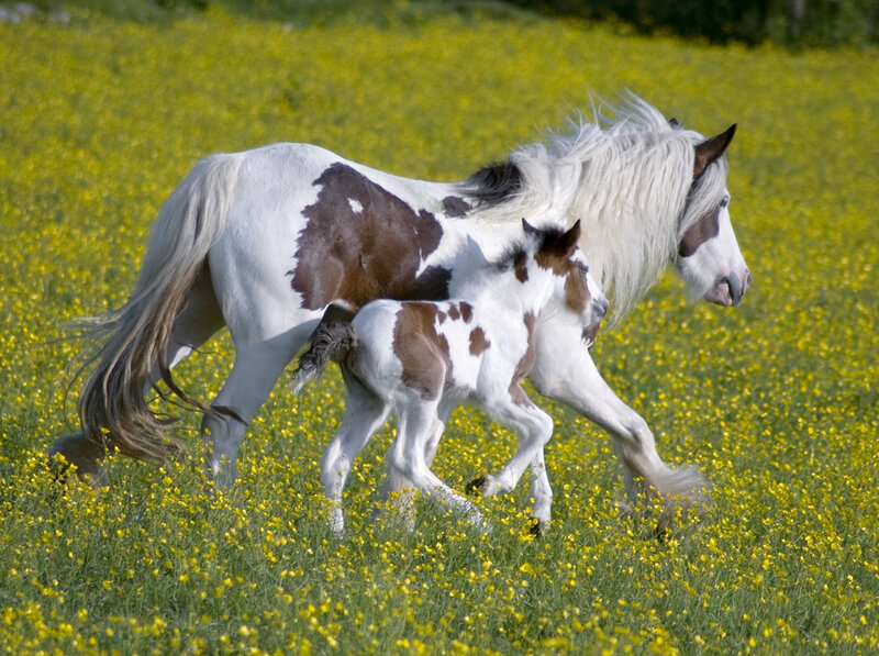 Mother Horse and Foal