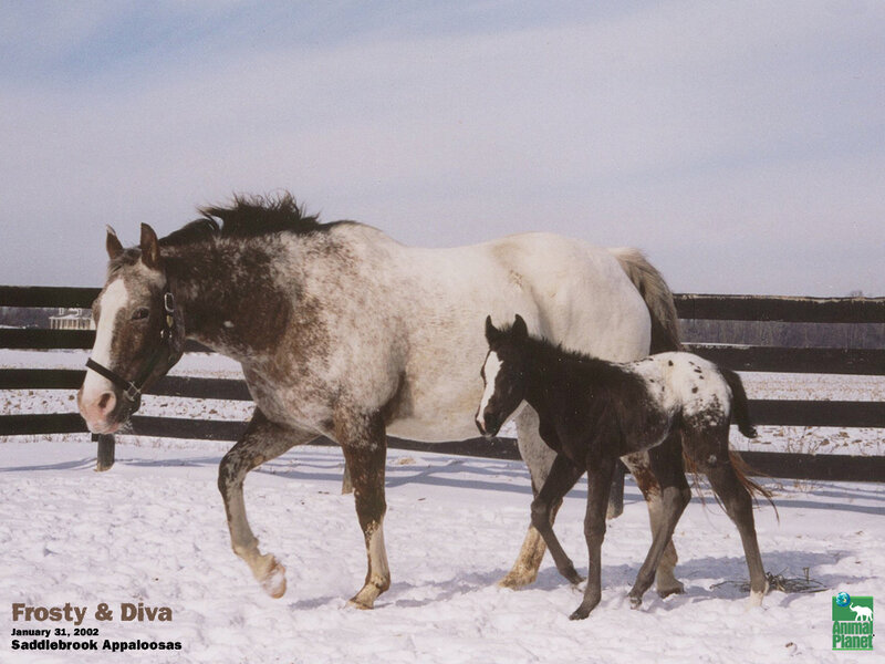 Mother Horse and Foal — White