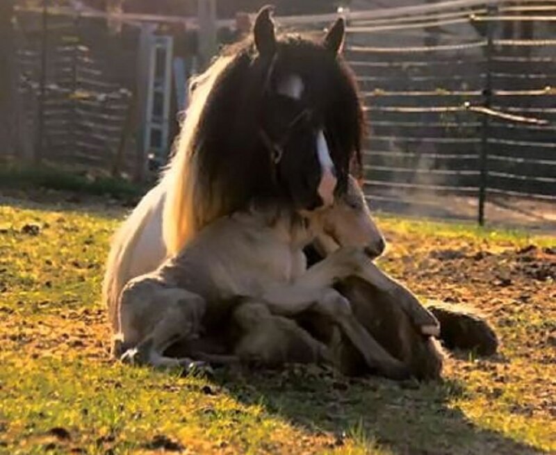 Mother Horse with Foal — Brown