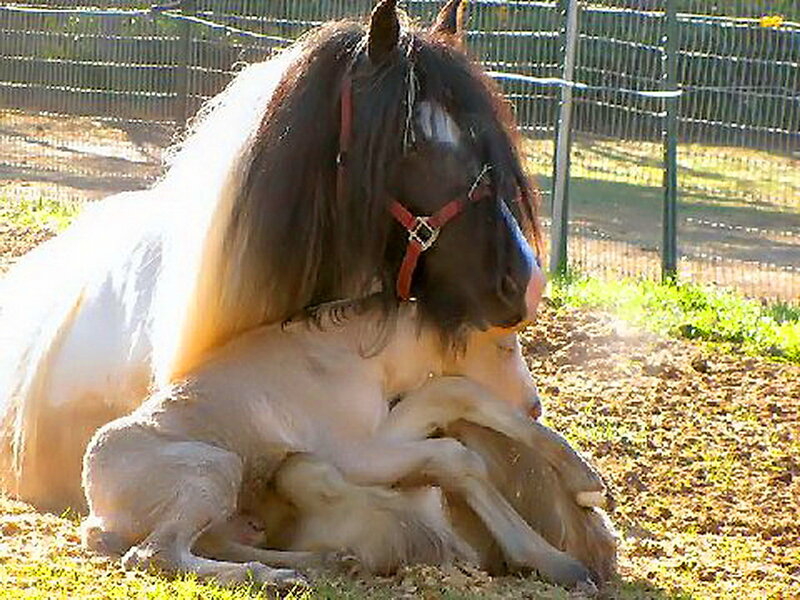Mother Horse with Foal