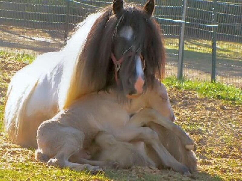 Mother Horse with Foal — White