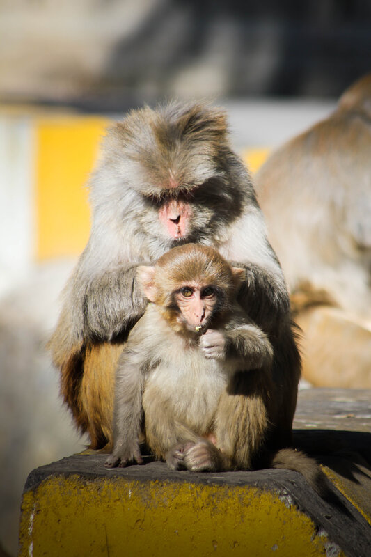 Mother Monkey with Baby — Brown, Calm, Afternoon, Photograph