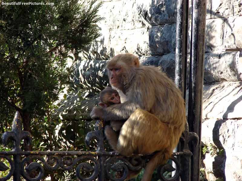 Mother Monkey with Baby — Brown, Calm, Afternoon