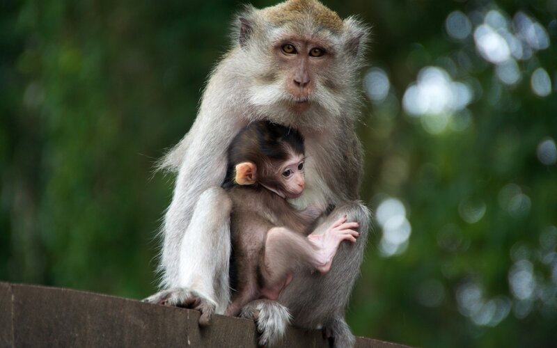 Mother Monkey with Baby — Brown, Calm, Photograph, Tree