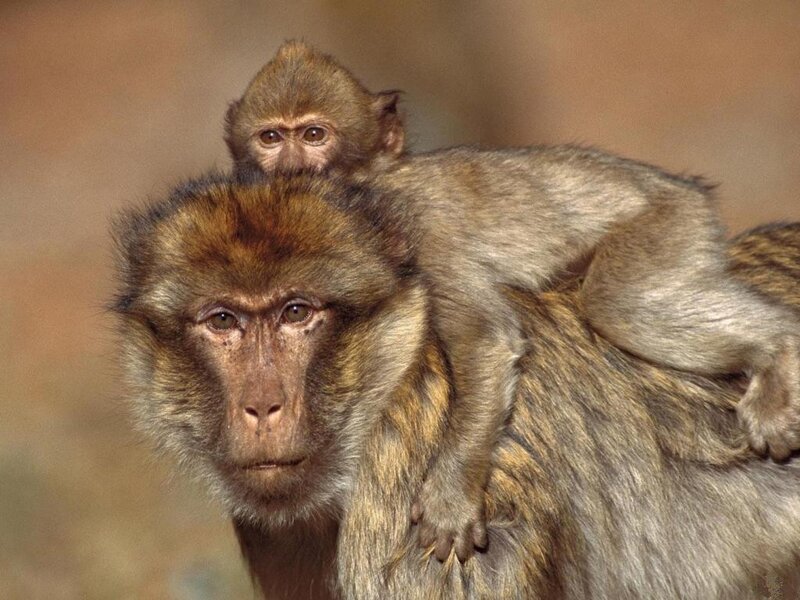 Mother Monkey with Baby — Brown, Calm