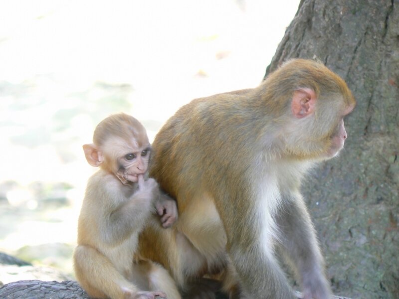 Mother Monkey with Baby — Brown