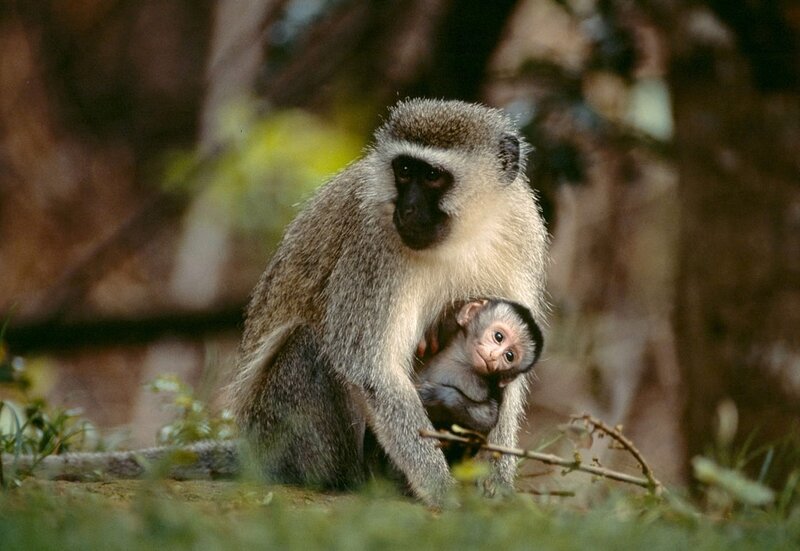 Mother Monkey with Baby — Gray