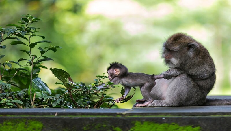 Mother Monkey with Baby — Green, Calm