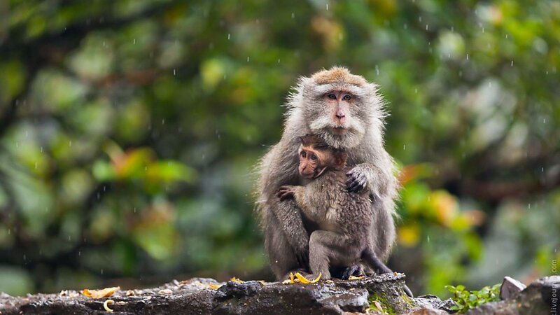 Mother Monkey with Baby — Green
