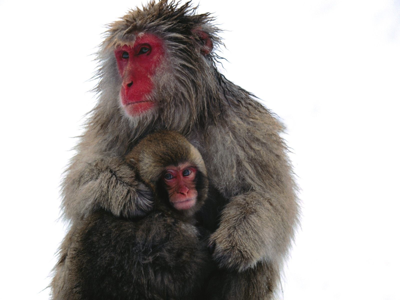 Mother monkey with baby