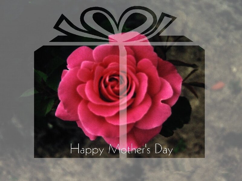 Mother's Day rose gift