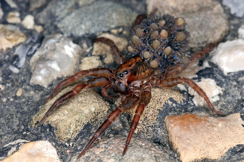 Mother Spider with Eggs