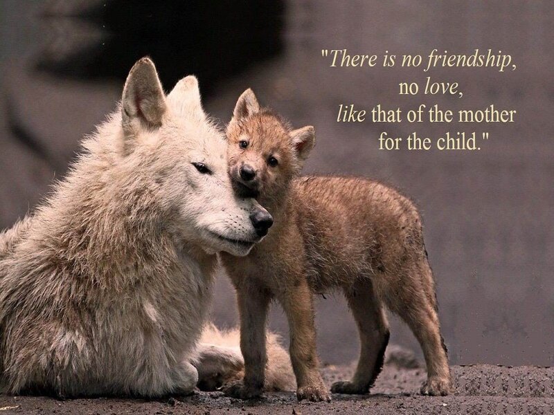 Mother Wolf and Pup