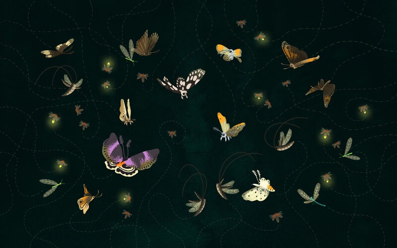 Moths and Fireflies