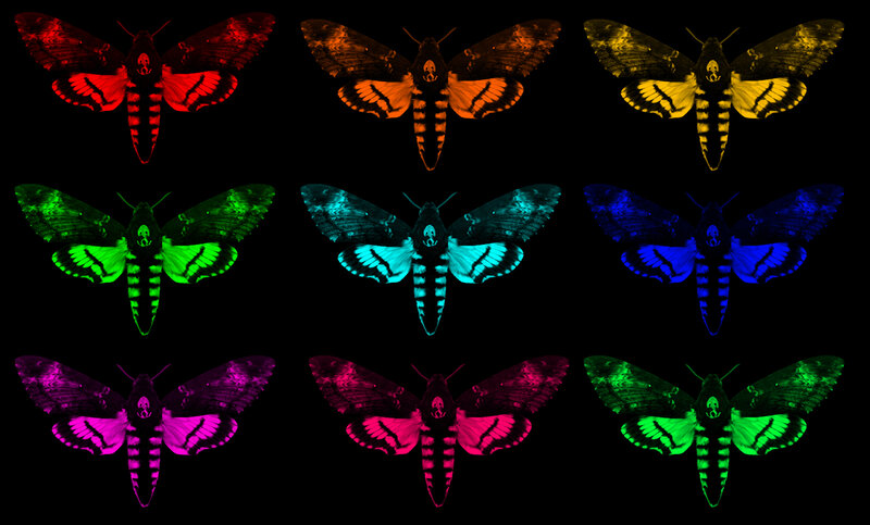 Moths in Neon Colors