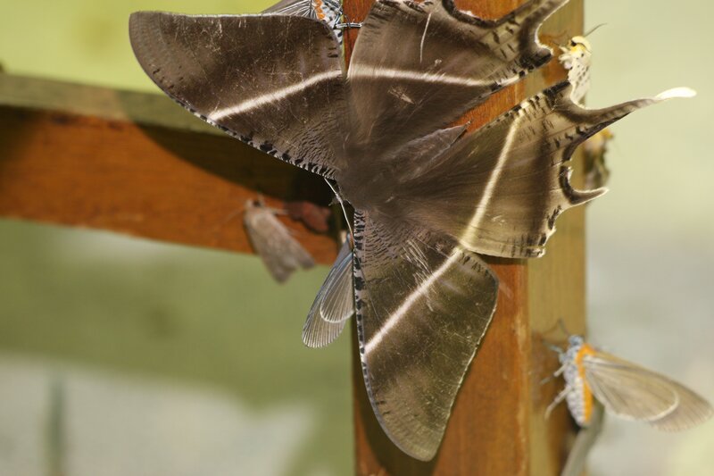 Moths on a wooden beam