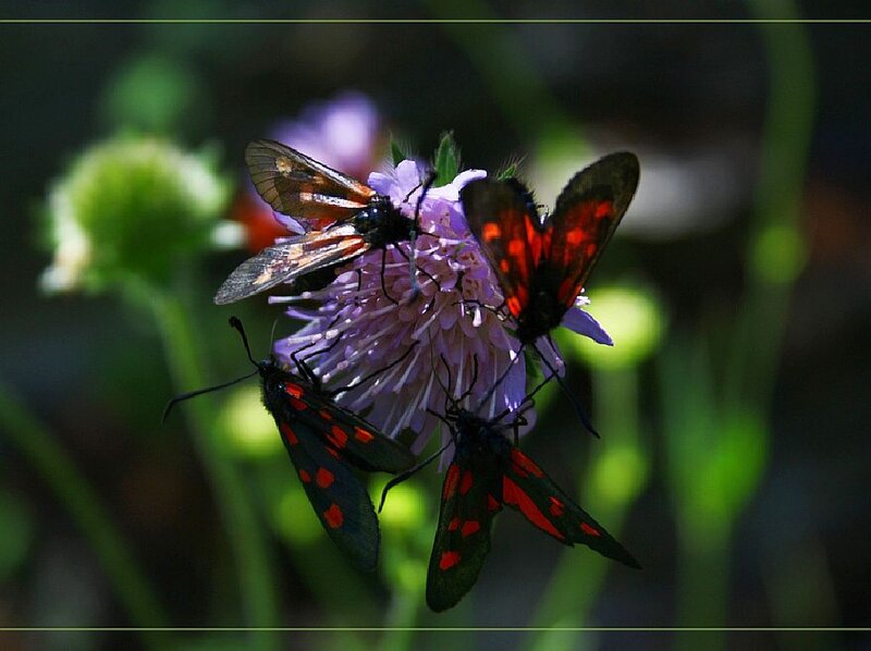 Moths on Purple Flower