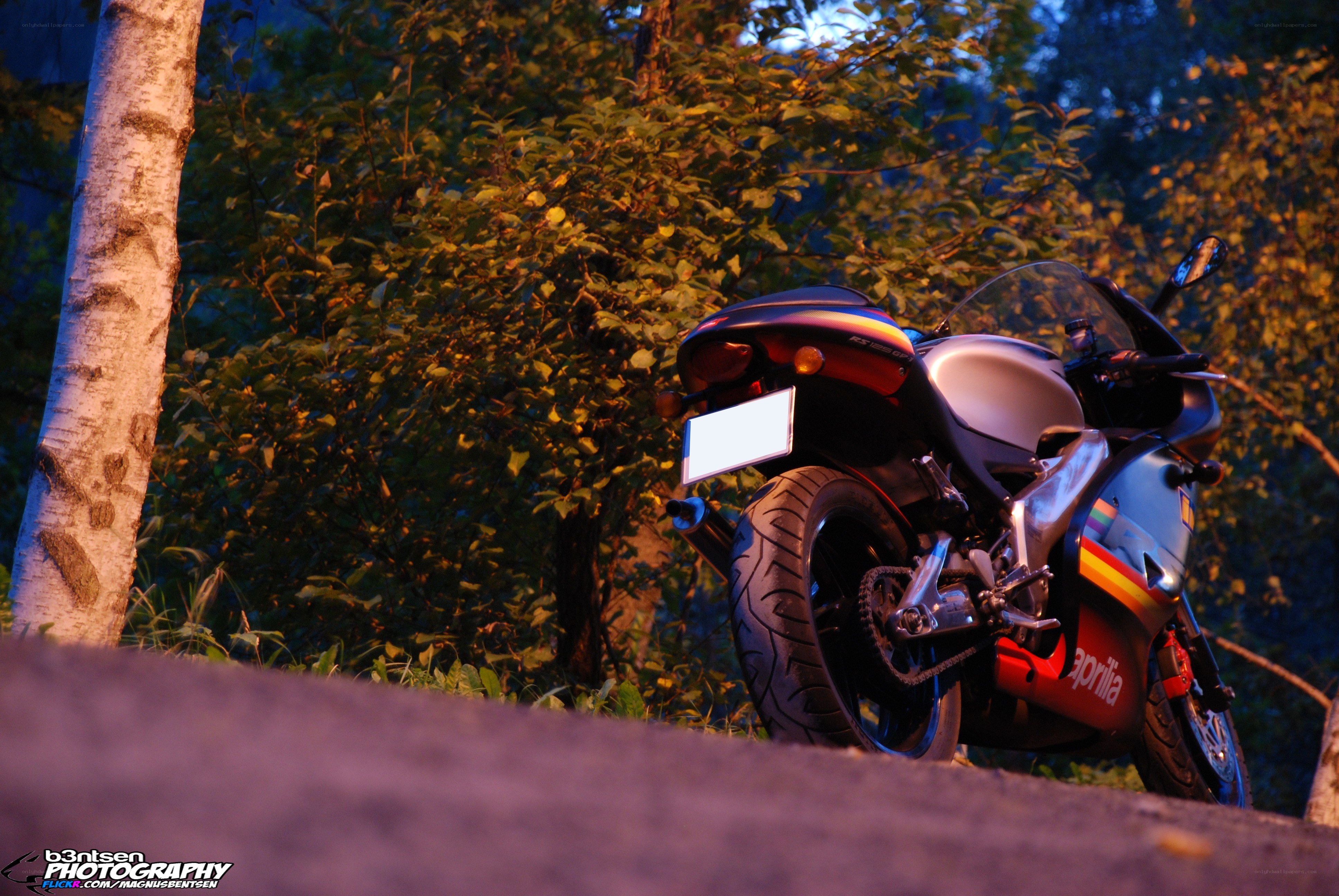 motorcycle in forest at dusk